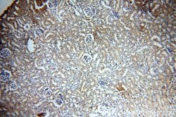 ACTO9 Rabbit anti-Human, Mouse, Rat, Polyclonal, Proteintech 150 &mu;L;