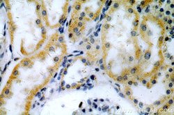 ACTO9 Rabbit anti-Human, Mouse, Rat, Polyclonal, Proteintech 150 &mu;L;