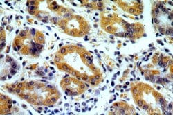MRPS2 Rabbit anti-Human, Mouse, Rat, Polyclonal, Proteintech:Antibodies:Primary