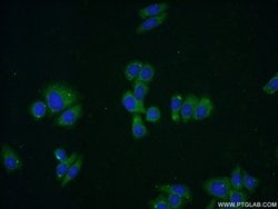 IDH3A Rabbit anti-Human, Mouse, Rat, Polyclonal, Proteintech 150 &mu;L;