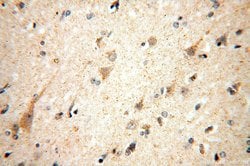 IDH3A Rabbit anti-Human, Mouse, Rat, Polyclonal, Proteintech 150 &mu;L;