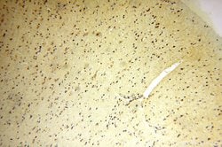 IDH3A Rabbit anti-Human, Mouse, Rat, Polyclonal, Proteintech 150 &mu;L;