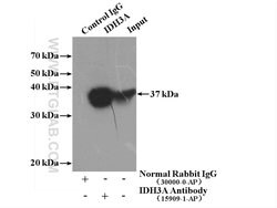IDH3A Rabbit anti-Human, Mouse, Rat, Polyclonal, Proteintech 150 &mu;L;