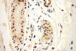 POLR1C Rabbit anti-Human, Mouse, Rat, Polyclonal, Proteintech 150 &mu;L;
