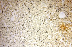 POLR1C Rabbit anti-Human, Mouse, Rat, Polyclonal, Proteintech 150 &mu;L;