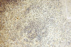 POLR1C Rabbit anti-Human, Mouse, Rat, Polyclonal, Proteintech 150 &mu;L;