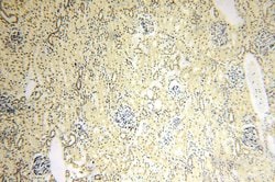POLR1C Rabbit anti-Human, Mouse, Rat, Polyclonal, Proteintech 150 &mu;L;