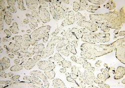 POLR1C Rabbit anti-Human, Mouse, Rat, Polyclonal, Proteintech 150 &mu;L;