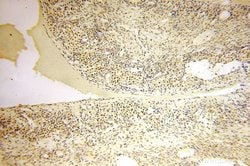 POLR1C Rabbit anti-Human, Mouse, Rat, Polyclonal, Proteintech 150 &mu;L;