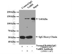 ValRS Rabbit anti-Human, Mouse, Rat, Polyclonal, Proteintech:Antibodies:Primary