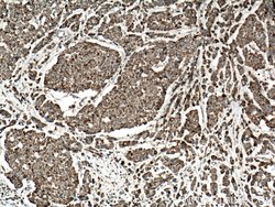 IDH2 Rabbit anti-Human, Mouse, Rat, Polyclonal, Proteintech 150 &mu;L;