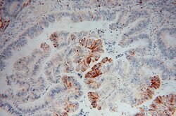 IDH2 Rabbit anti-Human, Mouse, Rat, Polyclonal, Proteintech 150 &mu;L;
