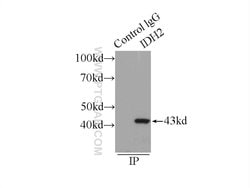IDH2 Rabbit anti-Human, Mouse, Rat, Polyclonal, Proteintech 150 &mu;L;