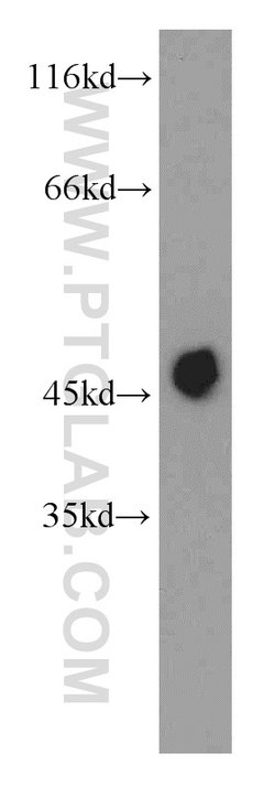 IDH2 Rabbit anti-Human, Mouse, Rat, Polyclonal, Proteintech 150 &mu;L;