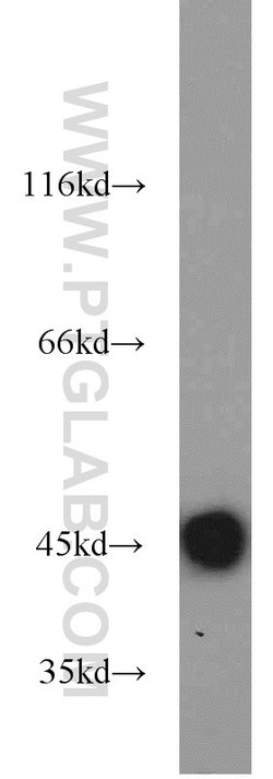 IDH2 Rabbit anti-Human, Mouse, Rat, Polyclonal, Proteintech 150 &mu;L;