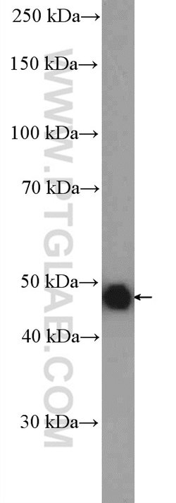 IDH2 Rabbit anti-Human, Mouse, Rat, Polyclonal, Proteintech 150 &mu;L;
