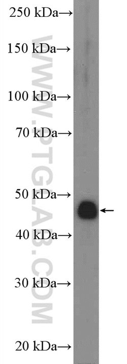 IDH2 Rabbit anti-Human, Mouse, Rat, Polyclonal, Proteintech 150 &mu;L;