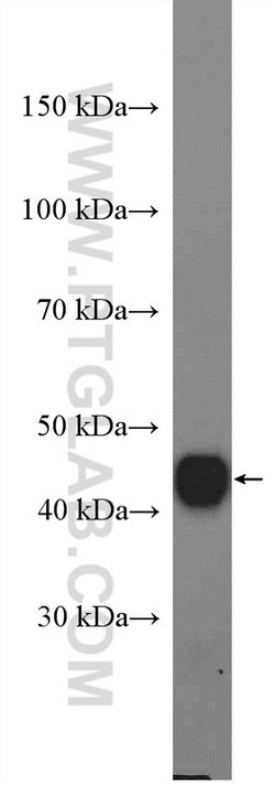 IDH2 Rabbit anti-Human, Mouse, Rat, Polyclonal, Proteintech 150 &mu;L;