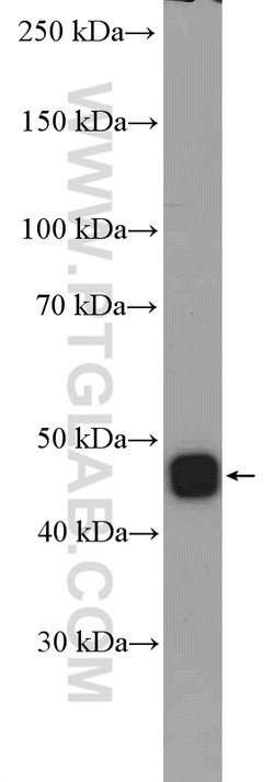 IDH2 Rabbit anti-Human, Mouse, Rat, Polyclonal, Proteintech 150 &mu;L;