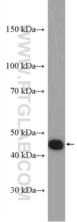 IDH2 Rabbit anti-Human, Mouse, Rat, Polyclonal, Proteintech 150 &mu;L;