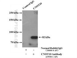 CNOT10 Rabbit anti-Human, Mouse, Polyclonal, Proteintech:Antibodies:Primary