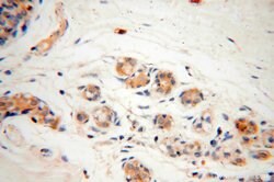 CAPZA2 Rabbit anti-Human, Mouse, Rat, Polyclonal, Proteintech 20 &mu;L;