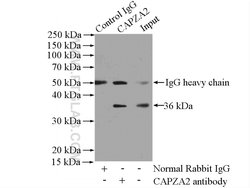 CAPZA2 Rabbit anti-Human, Mouse, Rat, Polyclonal, Proteintech 20 &mu;L;