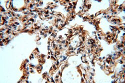 MAT2B Rabbit anti-Human, Mouse, Rat, Polyclonal, Proteintech 150 &mu;L;