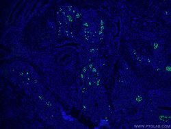 Glucagon Rabbit anti-Human, Mouse, Rat, Polyclonal, Proteintech 150 &mu;L;