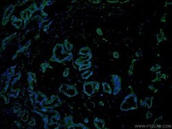 Glucagon Rabbit anti-Human, Mouse, Rat, Polyclonal, Proteintech 150 &mu;L;