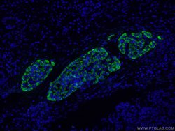 Glucagon Rabbit anti-Human, Mouse, Rat, Polyclonal, Proteintech 150 &mu;L;