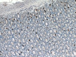 Glucagon Rabbit anti-Human, Mouse, Rat, Polyclonal, Proteintech 150 &mu;L;