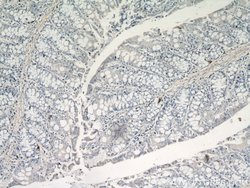 Glucagon Rabbit anti-Human, Mouse, Rat, Polyclonal, Proteintech 150 &mu;L;