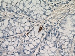 Glucagon Rabbit anti-Human, Mouse, Rat, Polyclonal, Proteintech 150 &mu;L;