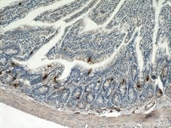 Glucagon Rabbit anti-Human, Mouse, Rat, Polyclonal, Proteintech 150 &mu;L;