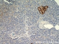 Glucagon Rabbit anti-Human, Mouse, Rat, Polyclonal, Proteintech 150 &mu;L;