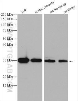 CLIC3 Rabbit anti-Human, Mouse, Rat, Polyclonal, Proteintech:Antibodies:Primary