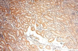 SFXN2 Rabbit anti-Human, Mouse, Rat, Polyclonal, Proteintech 20 &mu;L;