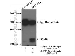 ANT1/2 Rabbit anti-Human, Mouse, Rat, Polyclonal, Proteintech 150 &mu;L;