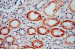 FGL1 Rabbit anti-Human, Mouse, Rat, Polyclonal, Proteintech 150 &mu;L;