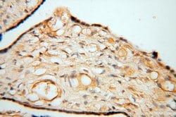 FGL1 Rabbit anti-Human, Mouse, Rat, Polyclonal, Proteintech 150 &mu;L;