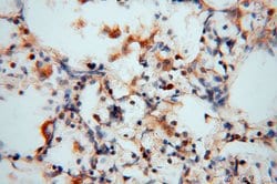 FGL1 Rabbit anti-Human, Mouse, Rat, Polyclonal, Proteintech 150 &mu;L;