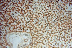 FGL1 Rabbit anti-Human, Mouse, Rat, Polyclonal, Proteintech 150 &mu;L;