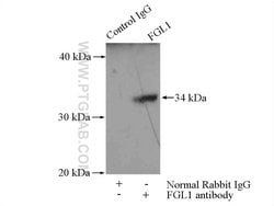 FGL1 Rabbit anti-Human, Mouse, Rat, Polyclonal, Proteintech 150 &mu;L;