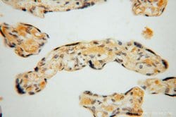 ARG1 Rabbit anti-Human, Mouse, Rat, Polyclonal, Proteintech 150 &mu;L;
