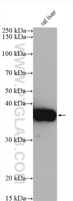ARG1 Rabbit anti-Human, Mouse, Rat, Polyclonal, Proteintech 150 &mu;L;