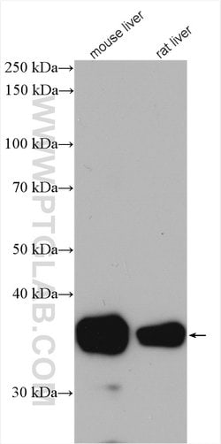 ARG1 Rabbit anti-Human, Mouse, Rat, Polyclonal, Proteintech 150 &mu;L;