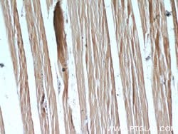 PLA2G12A Rabbit anti-Human, Mouse, Rat, Polyclonal, Proteintech 150 &mu;L;