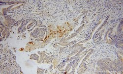 PLA2G12A Rabbit anti-Human, Mouse, Rat, Polyclonal, Proteintech 150 &mu;L;