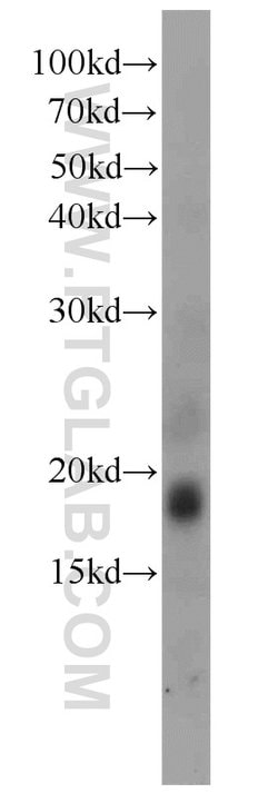 PLA2G12A Rabbit anti-Human, Mouse, Rat, Polyclonal, Proteintech 150 &mu;L;